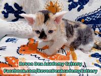 纯种德文卷毛猫Devon Rex做DNA测试支持血统证书
