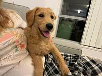labradoodle幼崽超低价找领养