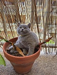 悉尼找新家英短蓝猫妹妹