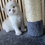 悉尼3 只布偶小猫 免费领养