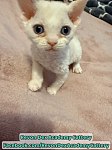 纯种德文卷毛猫Devon Rex做DNA测试支持血统证书