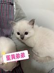 萌萌哒布偶小猫咪找新家