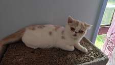 null 2只公加菲猫出售