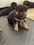 纯种德国狼犬看家护院驱贼驱盗