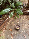 牛油果树苗出让