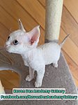 纯种德文卷毛猫Devon Rex做DNA测试支持血统证书