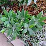 出售五株龙舌兰室外植物 秋季半价特惠 全部 5 株植物 50元