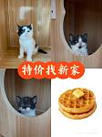 可爱黏人的特价奶牛猫找新家啦