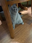 悉尼最后一只英短蓝猫妹妹找新家白菜价
