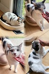 为我心爱的短毛小猫寻找新的可以给他关爱的主人