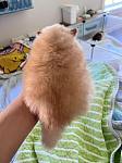 纯种博美犬出售
