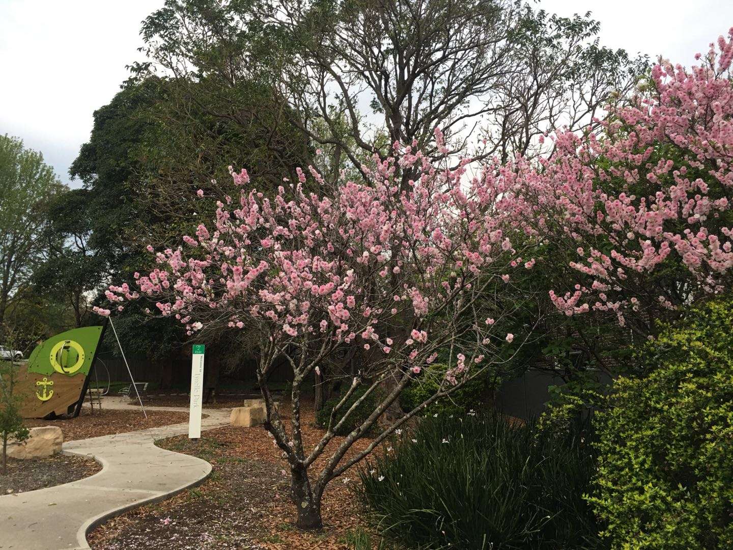 今日珀斯Marsfield 近麦考理大学一大房出租 Marsfield 近麦考理大学一大房出租