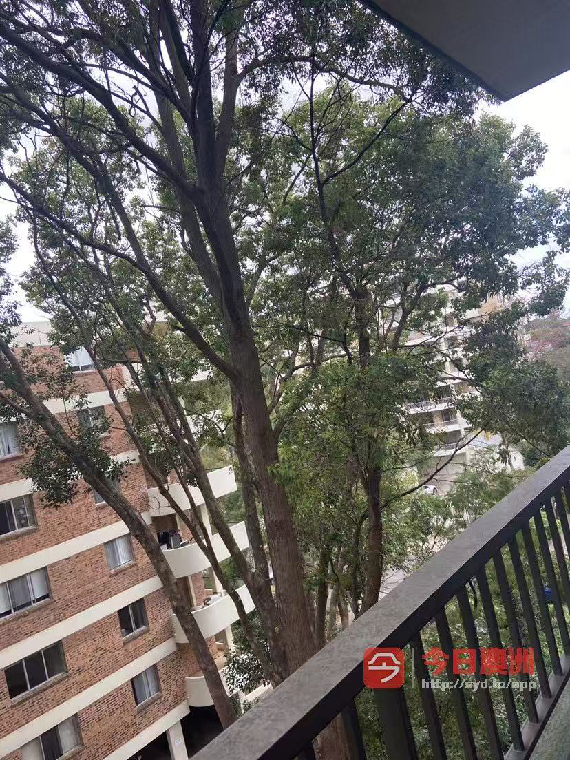 今日黄金海岸Sydney Chatswood 290近火車站 Sydney Chatswood 290近火車站