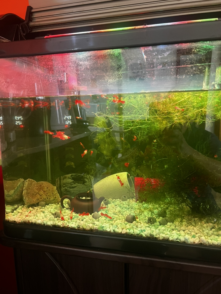 今日悉尼转让观赏热带鱼红运当头四季文竹 转让观赏热带鱼红运当头四季文竹