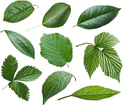 叶子hybrid sativa indica麻