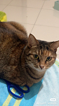 两只猫找领养