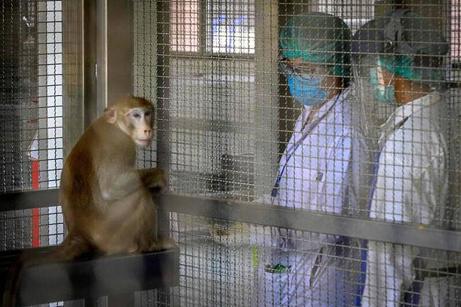 中国实验猴大涨45%、每只破10万,外媒惊爆原因(图) - 1