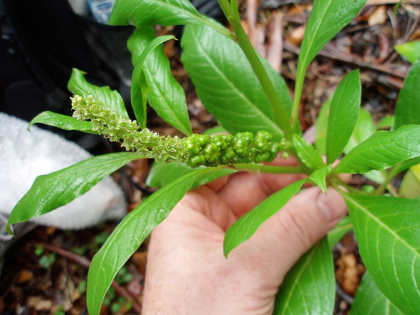 珀斯社区惊现有毒植物，误触有致命风险！官方紧急提醒（组图） - 4