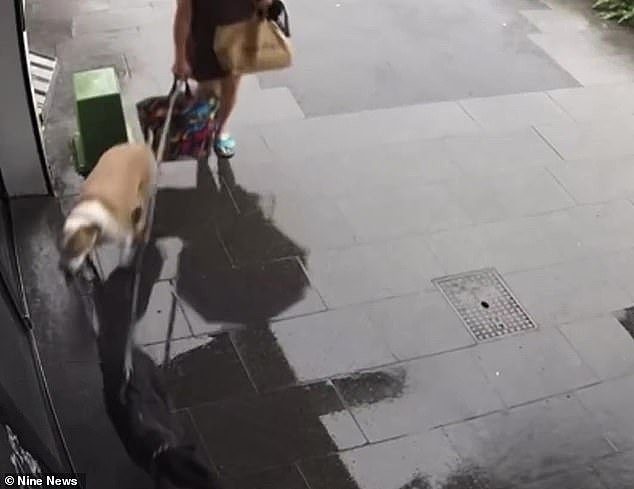 悉尼闹市区井盖竟带电!女子遛狗时爱犬被当场电死(组图) - 2