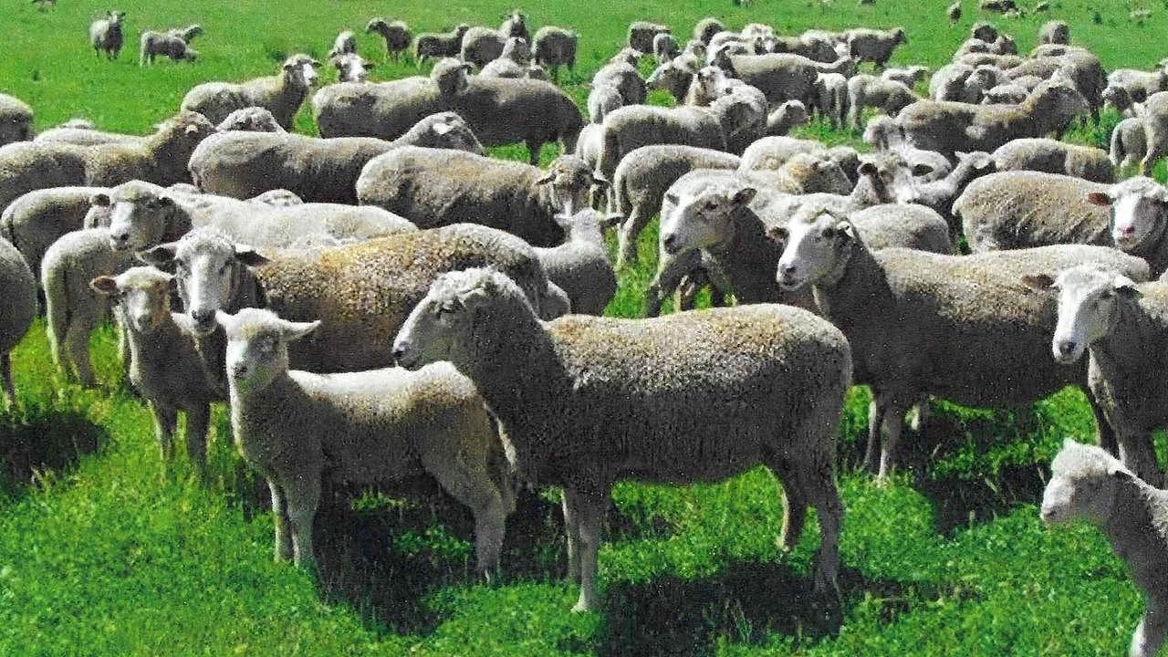 “他们太无情了!”新州百年农场主遭ANZ银行逼债被迫变卖(组图) - 6