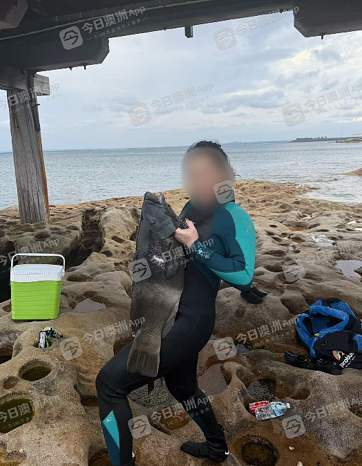 “我K，真的很大！”悉尼华人疑违法猎杀“牢底坐穿鱼”，遭网友群起举报！渔政署确认已介入调查（组图/视频） - 1