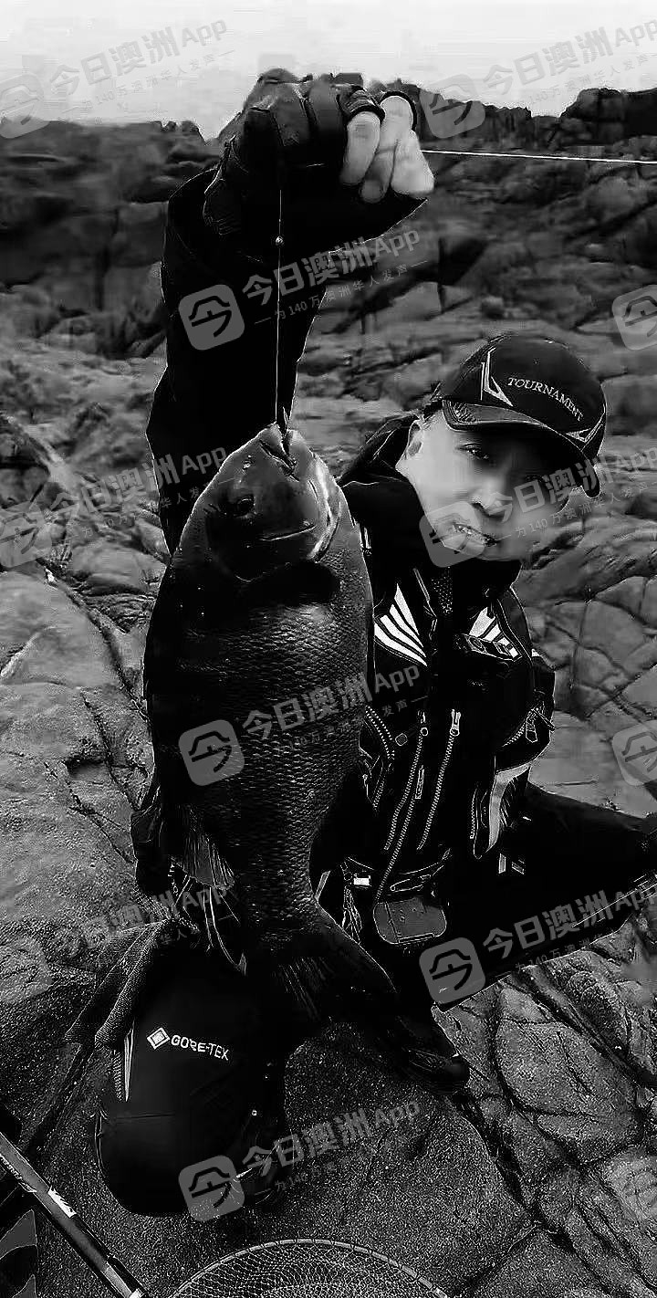 “我K，真的很大！”悉尼华人疑违法猎杀“牢底坐穿鱼”，遭网友群起举报！渔政署确认已介入调查（组图/视频） - 2