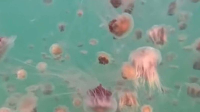 大量水母涌入!澳洲热门游泳点紧急关闭(视频/图) - 2