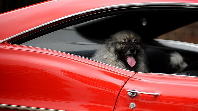 最高罚$4.4万!新州拟修法严惩虐狗:将爱犬锁在闷热车内恐陷牢狱之灾(图) - 1