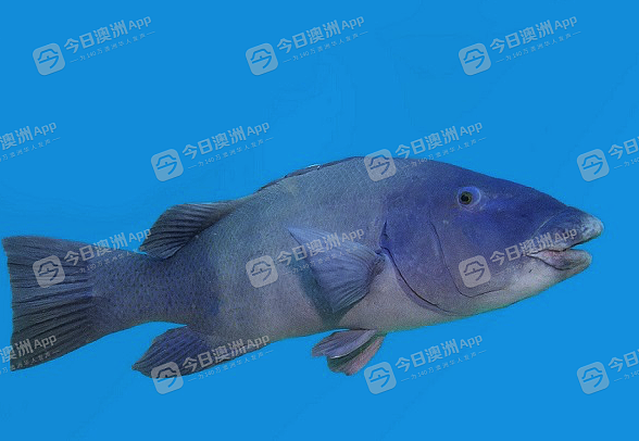 “我K，真的很大！”悉尼华人疑违法猎杀“牢底坐穿鱼”，遭网友群起举报！渔政署确认已介入调查（组图/视频） - 3