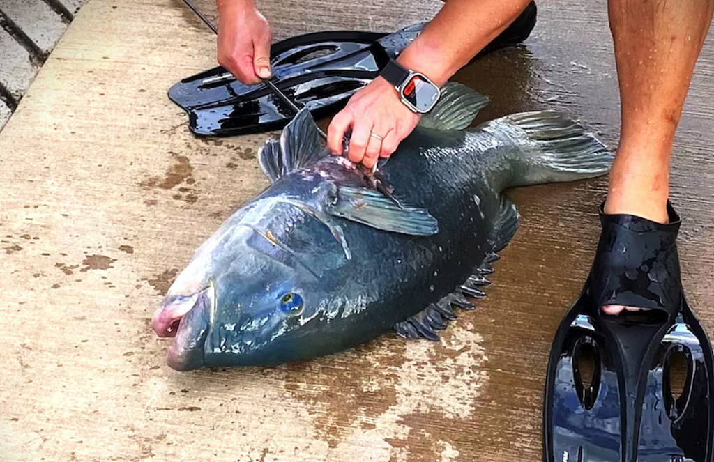 “我K，真的很大！”悉尼华人疑违法猎杀“牢底坐穿鱼”，遭网友群起举报！渔政署确认已介入调查（组图/视频） - 4