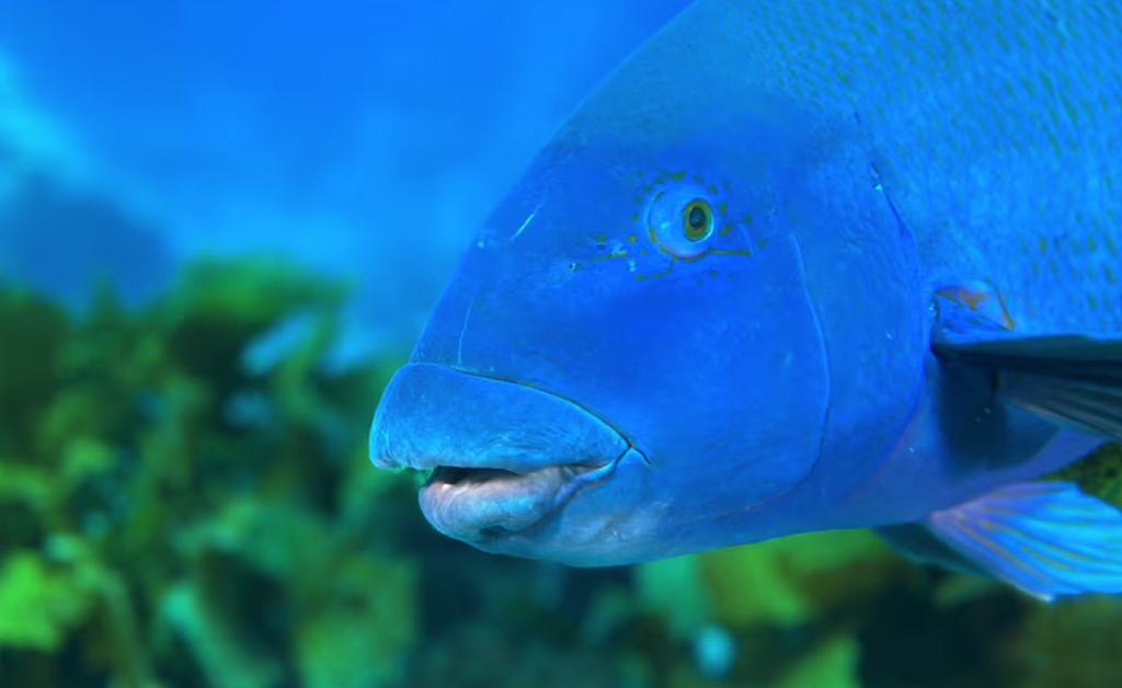 “我K，真的很大！”悉尼华人疑违法猎杀“牢底坐穿鱼”，遭网友群起举报！渔政署确认已介入调查（组图/视频） - 6