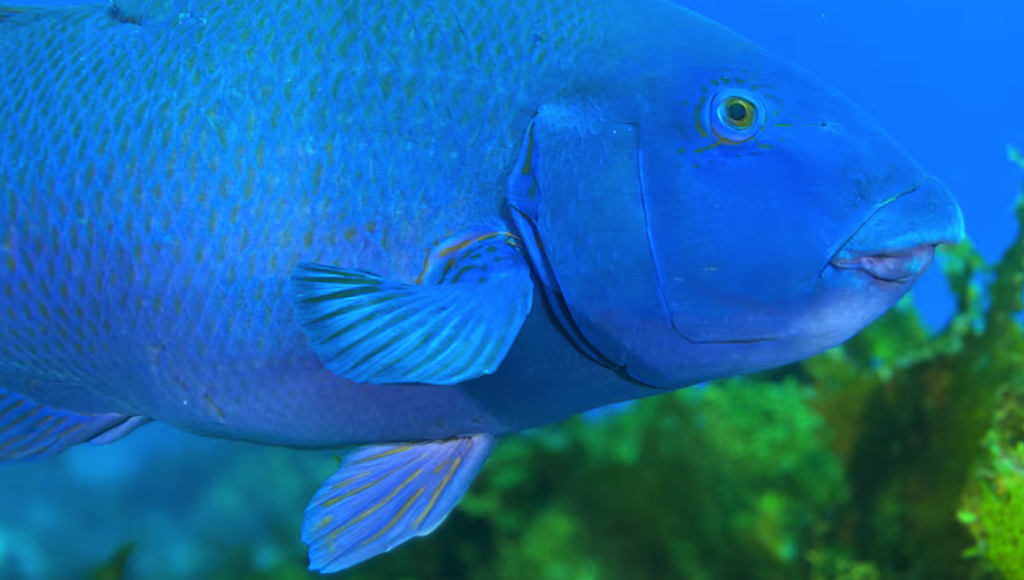 “我K，真的很大！”悉尼华人疑违法猎杀“牢底坐穿鱼”，遭网友群起举报！渔政署确认已介入调查（组图/视频） - 5