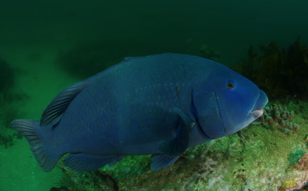 “我K，真的很大！”悉尼华人疑违法猎杀“牢底坐穿鱼”，遭网友群起举报！渔政署确认已介入调查（组图/视频） - 7