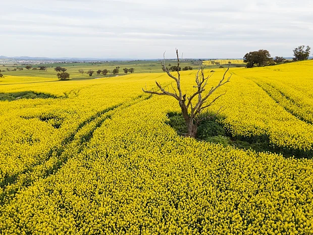 中国恢复进口加拿大油菜籽,澳洲出口商或面临激烈竞争(组图) - 1