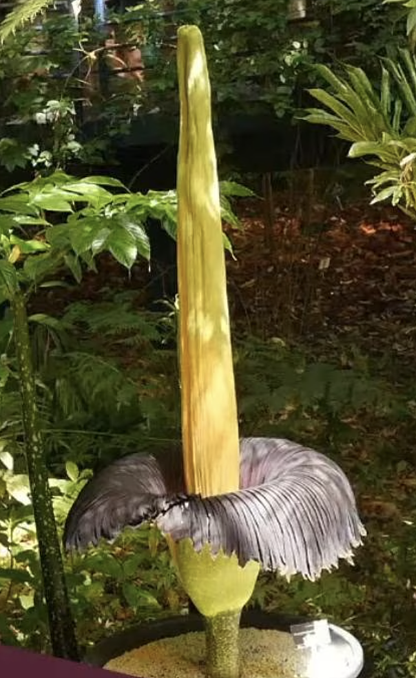 阿德莱德植物园罕见