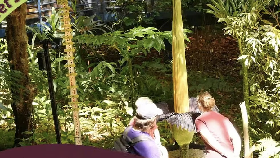 阿德莱德植物园罕见