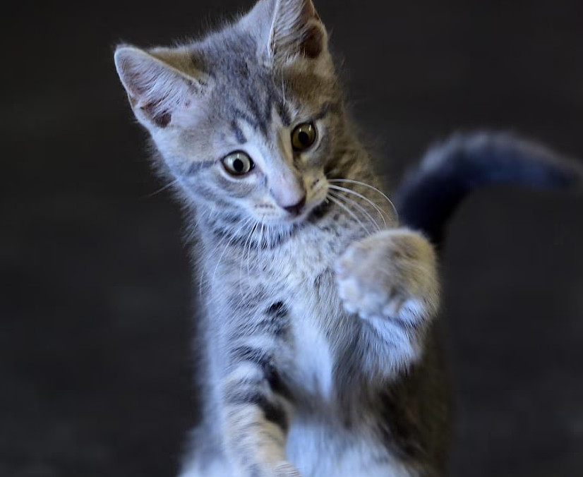 紧急召回!多款热销猫激光玩具存致命隐患,纽扣电池可致儿童死亡(组图) - 4