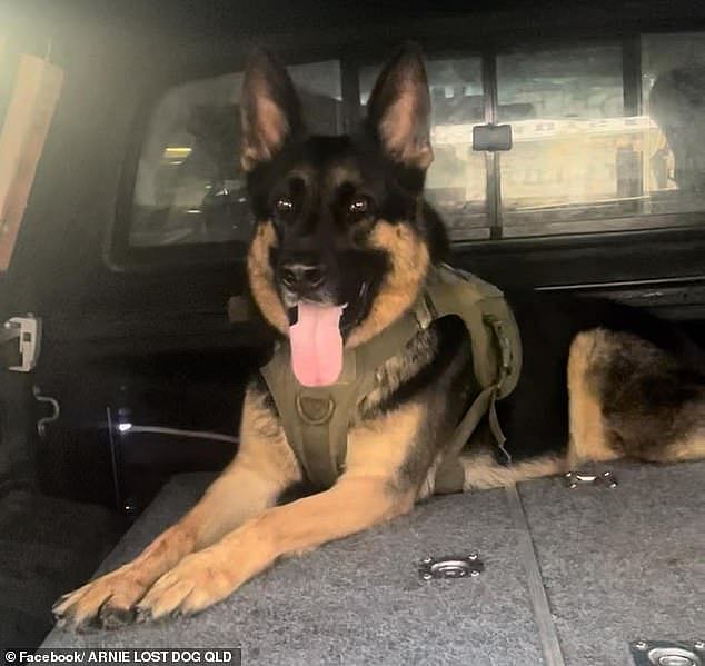 悬赏$6000寻狗竟是骗局？爱犬惨死废弃皮卡，澳男被起诉（组图） - 2