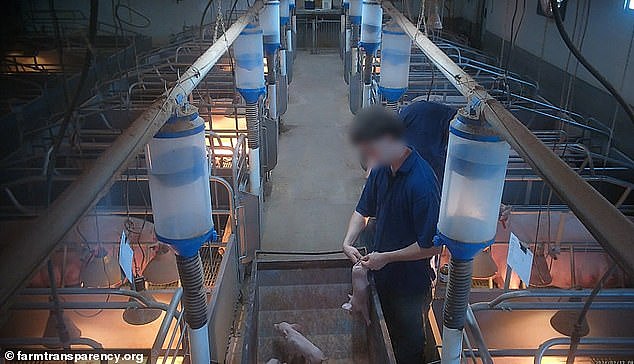 澳男涉性侵母猪遭指控,全过程被拍!法官批警方非法取证,被告无罪释放(组图) - 4