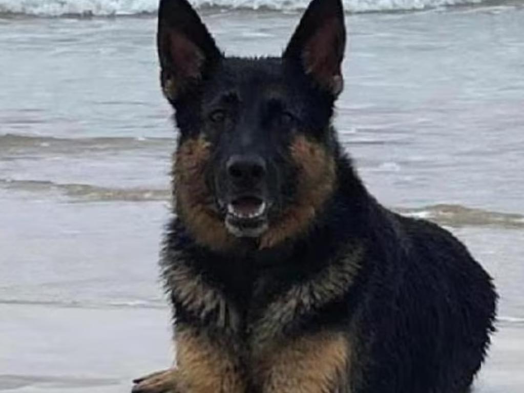 戏耍全澳百万网友!男子流连妓院致爱犬惨死,编造$6000寻狗谎言(组图) - 3