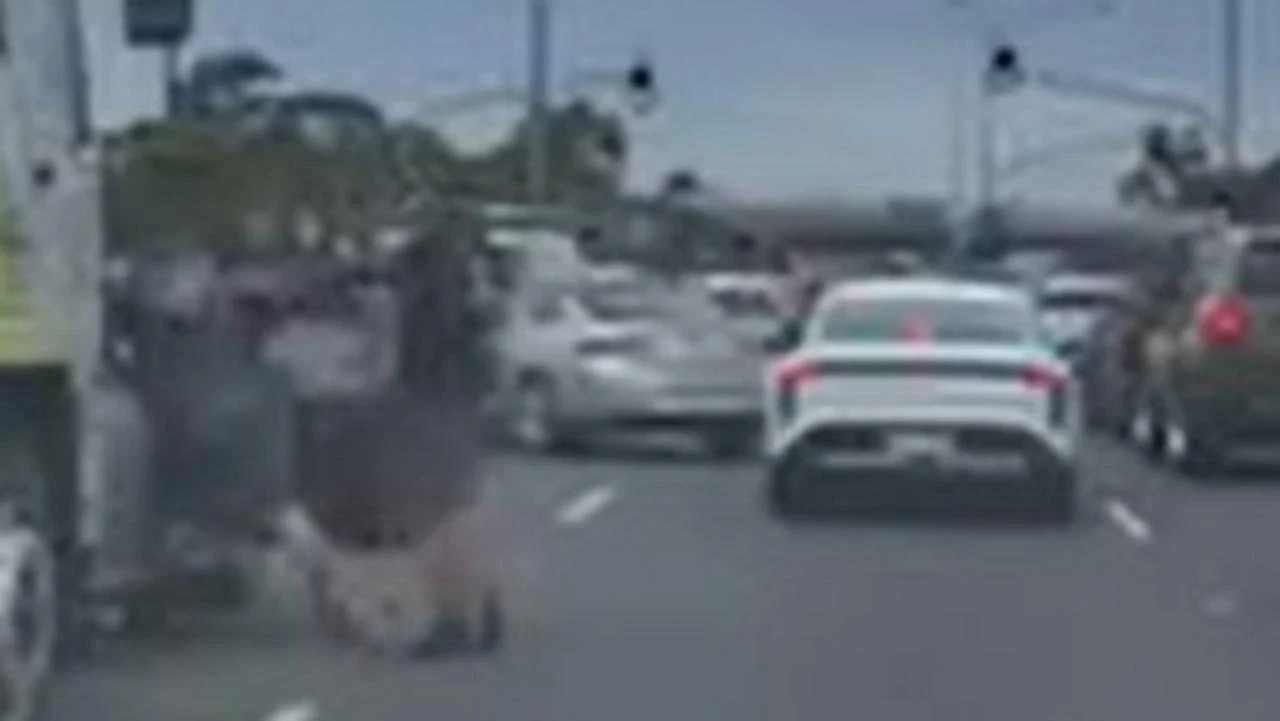 澳街头恐怖路怒，老翁好心让路竟遭两名tradie围殴！全过程被行车记录仪拍下（视频/组图） - 4