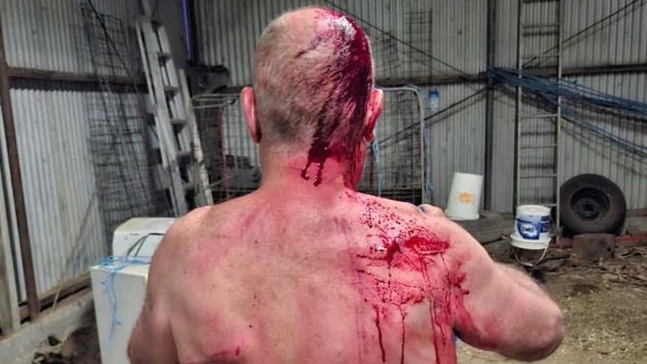 维州袋鼠试图溺死家犬，主人舍命救狗反遭疯狂撕咬，腹部被刺穿3英寸（图） - 1