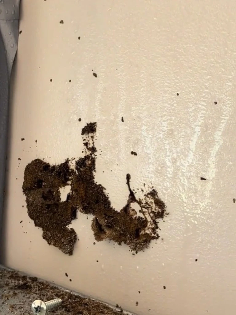 别让$250检查费变成$10万维修单！澳专家警告：这种隐形杀手正摧毁你的家（组图） - 3
