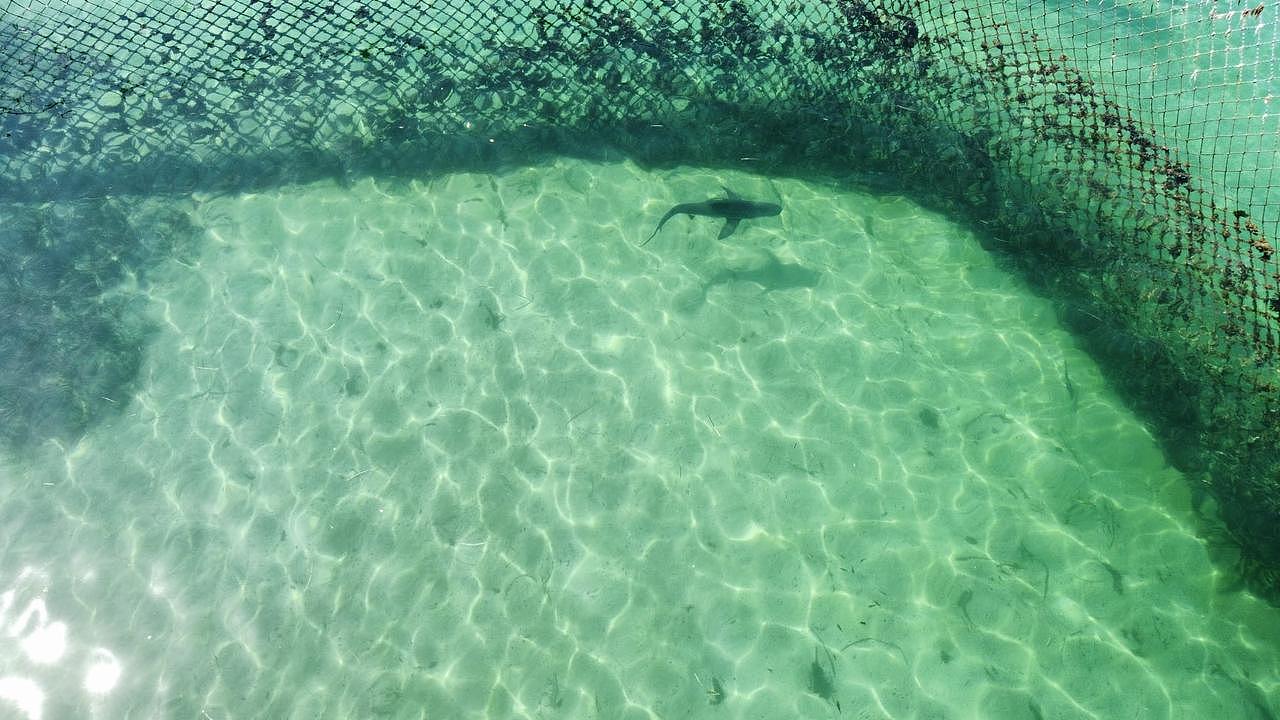 悉尼海滨泳池惊现1.2米鲨鱼！部分民众淡定共泳：根本不怕（组图） - 3