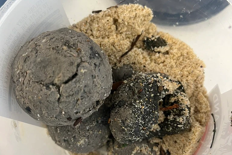澳洲海滩“臭球”真相大白:下水道藏巨大“脂肪山”!体积与4辆巴士相当,彻底解决需花10年(组图) - 7