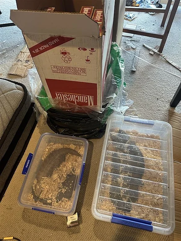 澳洲爬行动物走私链曝光！$200蜥蜴海外翻50倍，中国留学生沦为走私帮凶（组图） - 3
