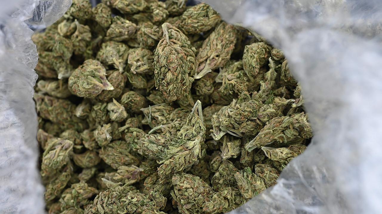 澳园丁为治疗背痛偷种32株大麻！家宅遭警方突袭，罚款$3000（图） - 1