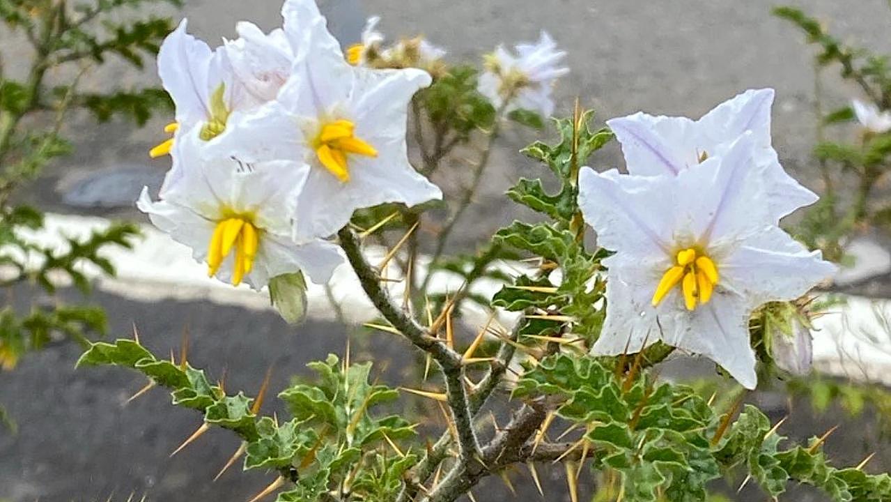 澳洲房主请注意:院子看到这种杂草千万别割(组图) - 2