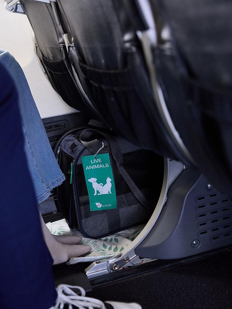 澳洲首创宠物进客舱!维珍航空$149携宠同飞,墨尔本阿德全覆盖(组图) - 4