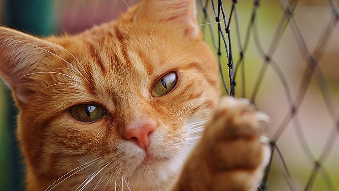 猫咪也要限行？西澳拟推新规：宵禁+活动受限，安装“猫台”可获$500补贴（组图） - 1